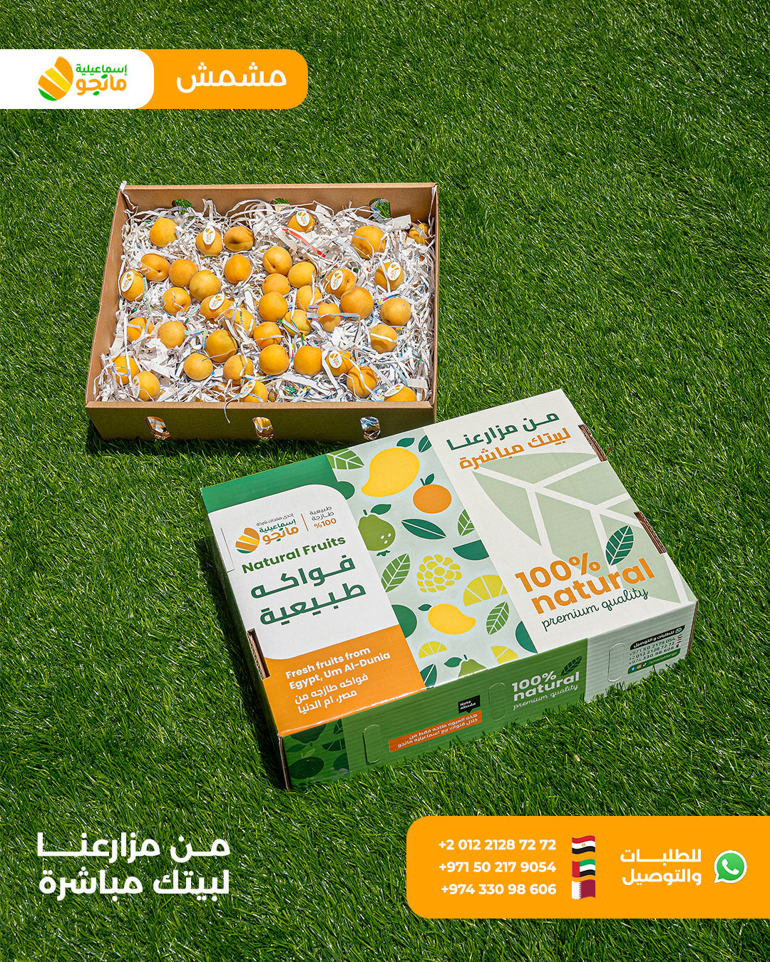 Ammar Apricot