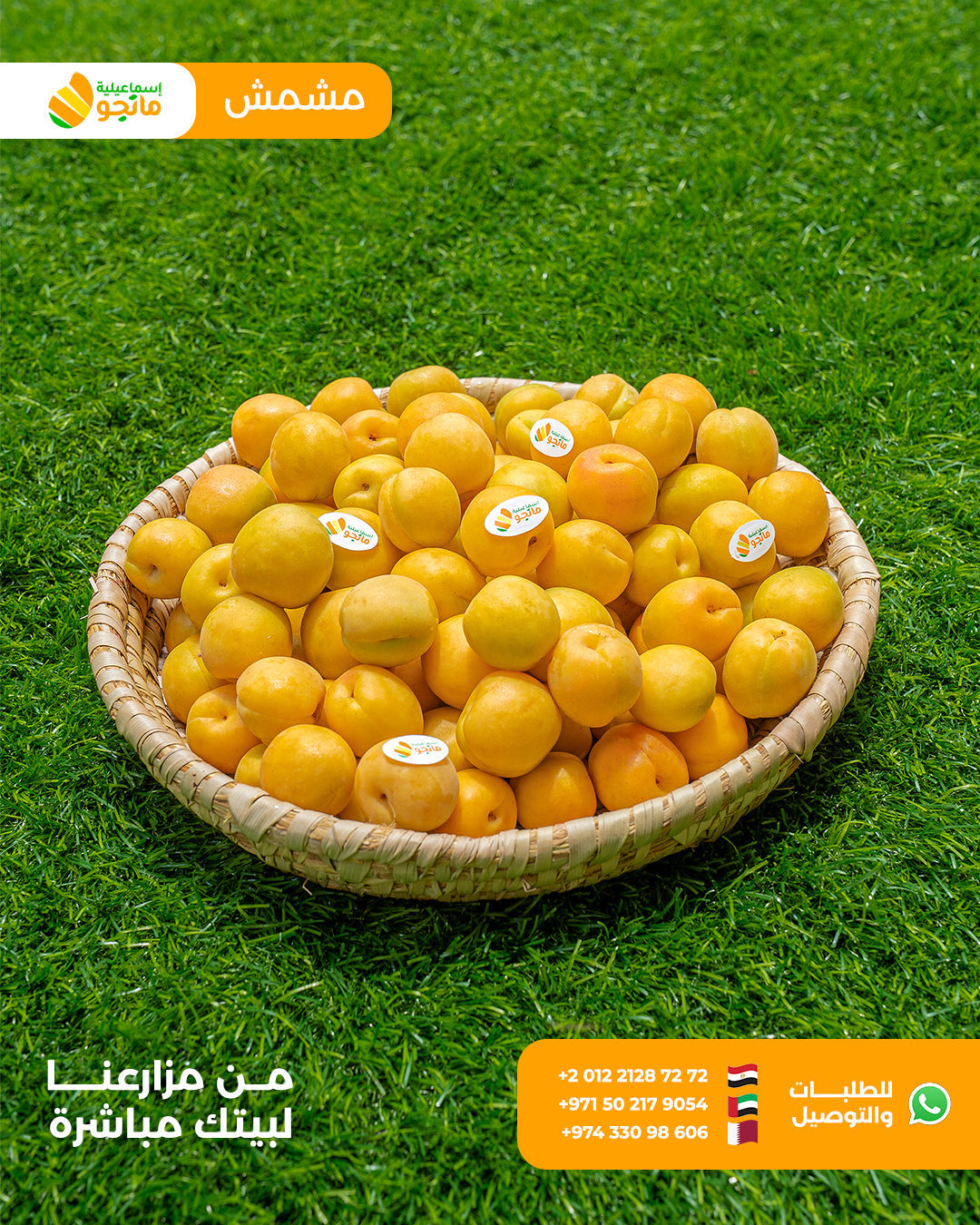 Ammar Apricot