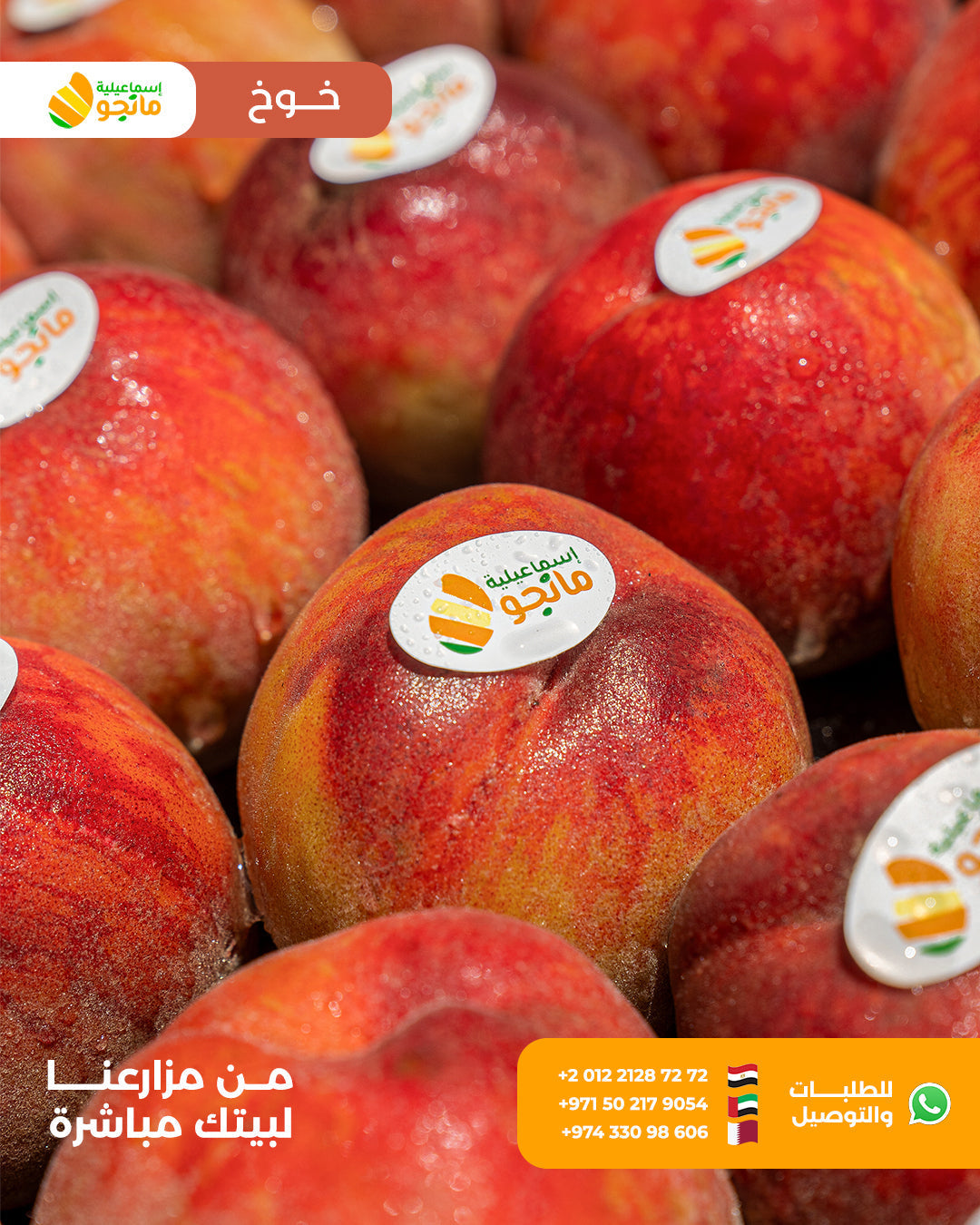 Baladi Peach