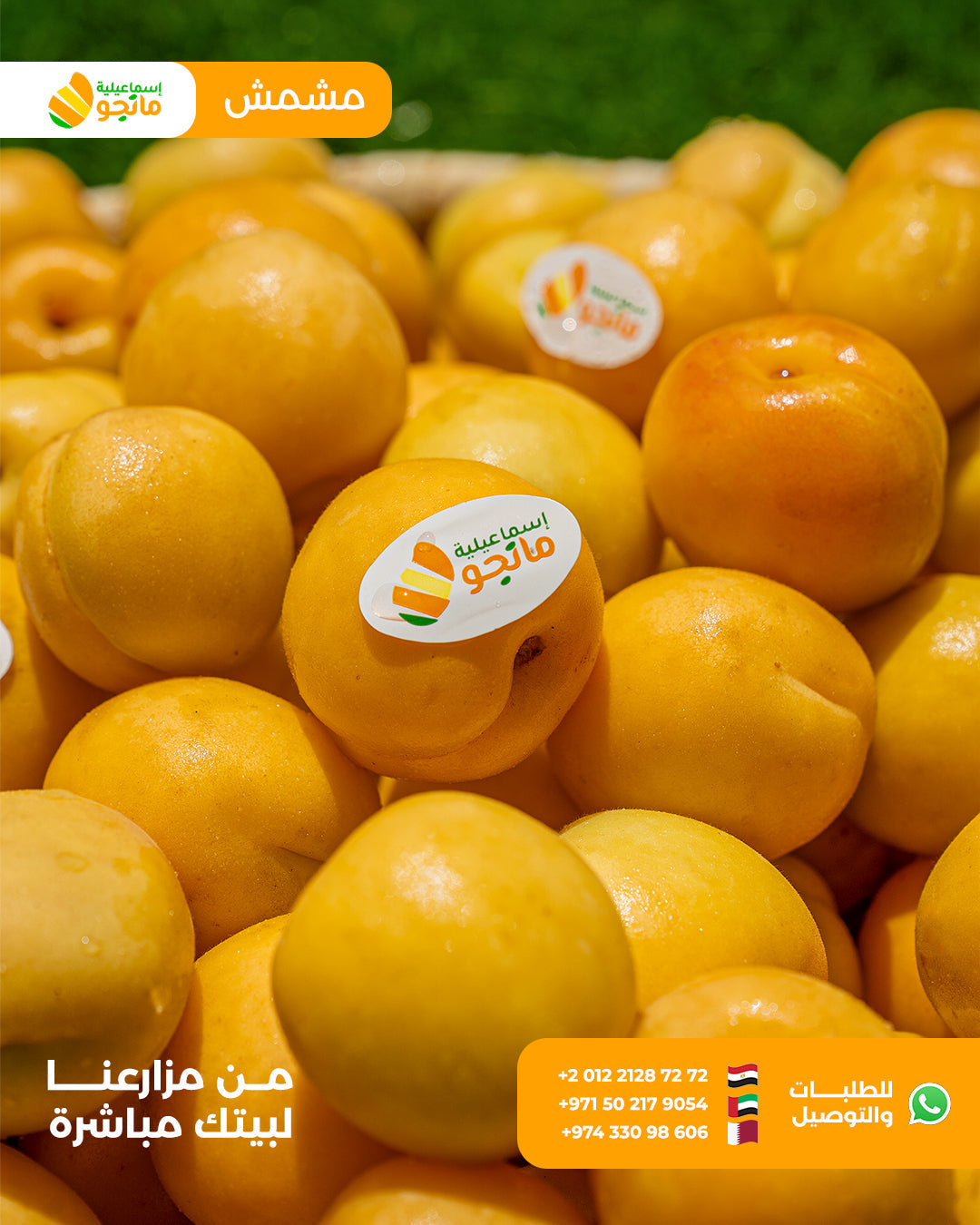 Ammar Apricot