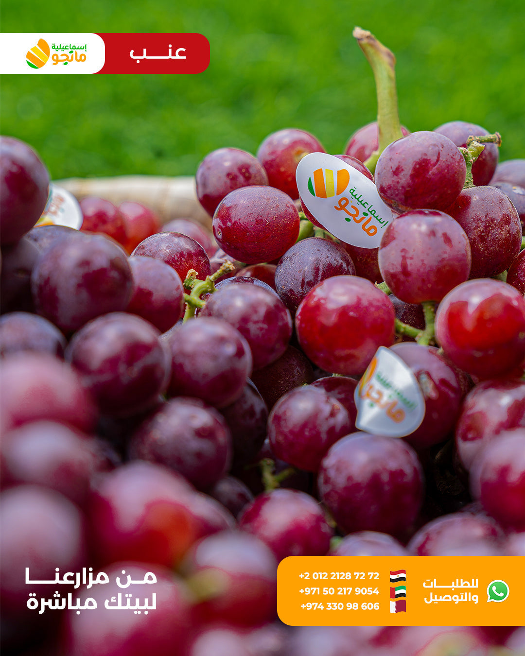 Red Grapes