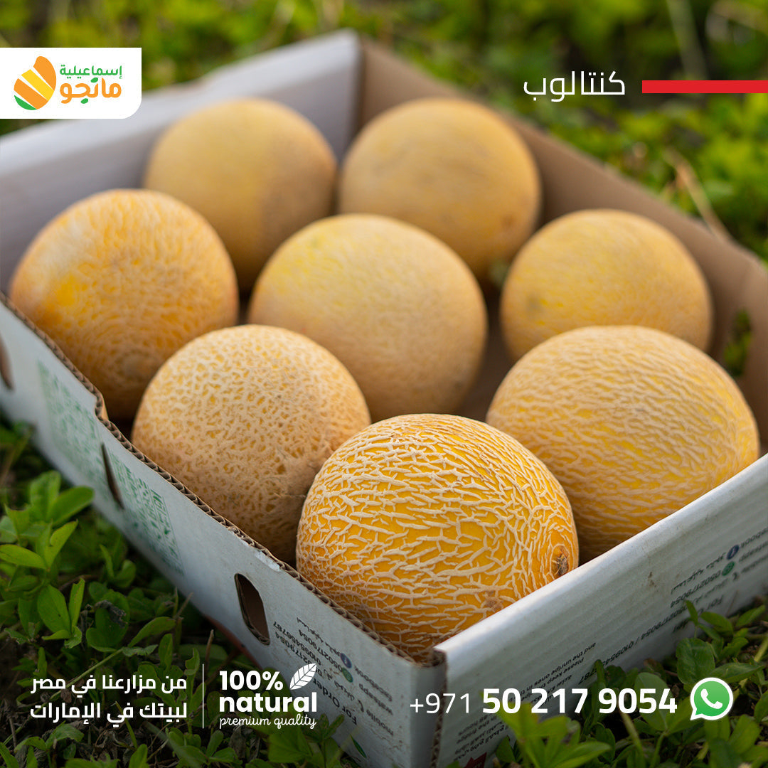 Cantaloupe