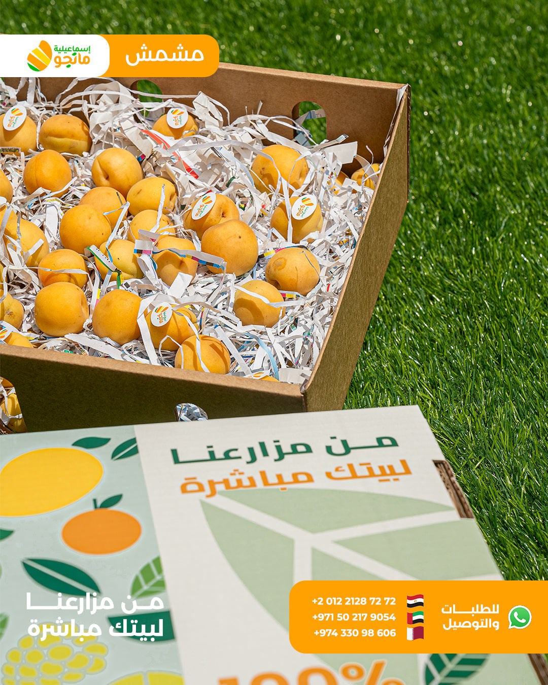 Ammar Apricot
