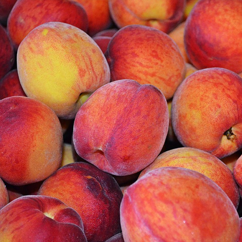 Sugar Peach