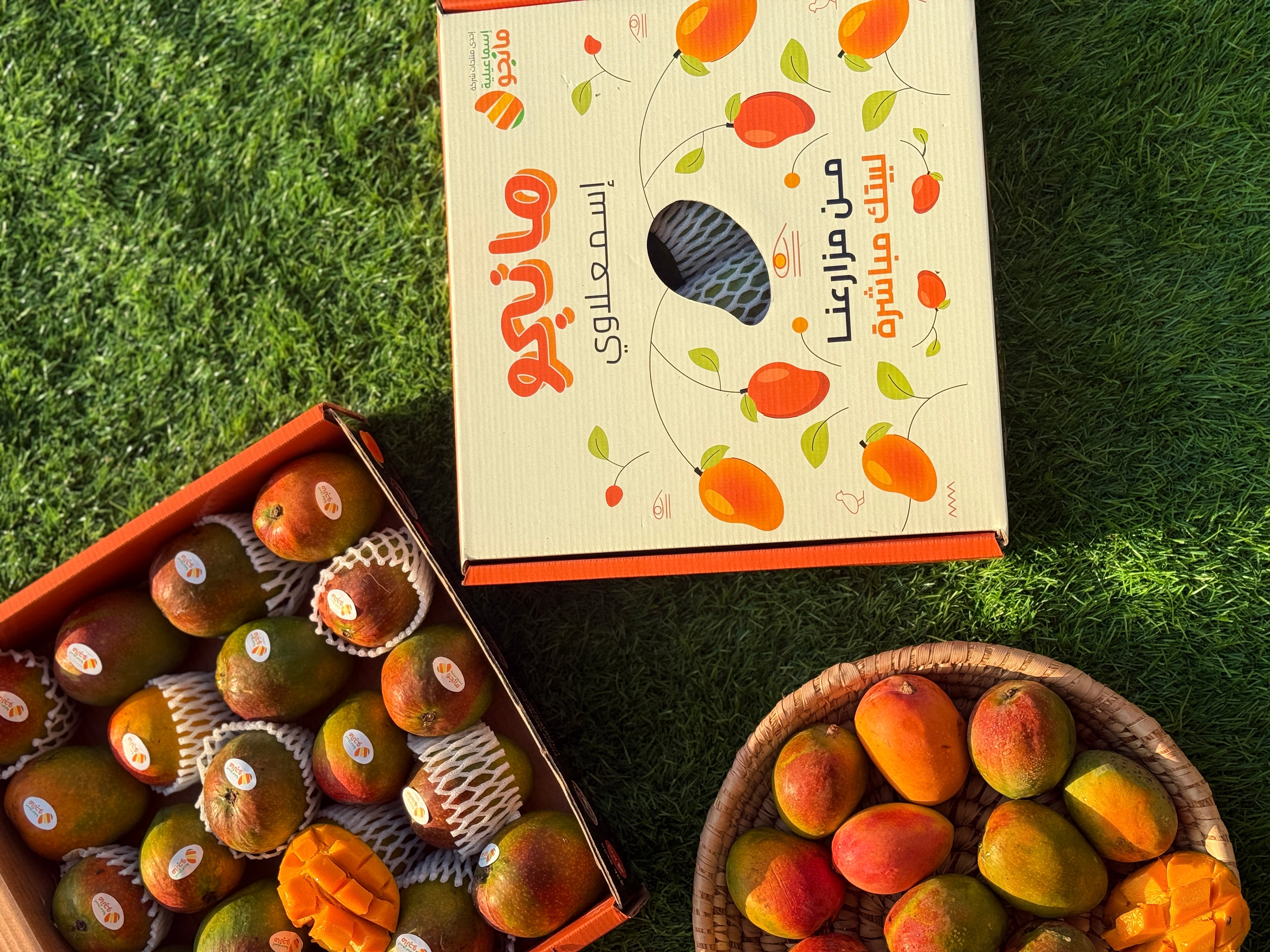 Ismailia Mango Qatar