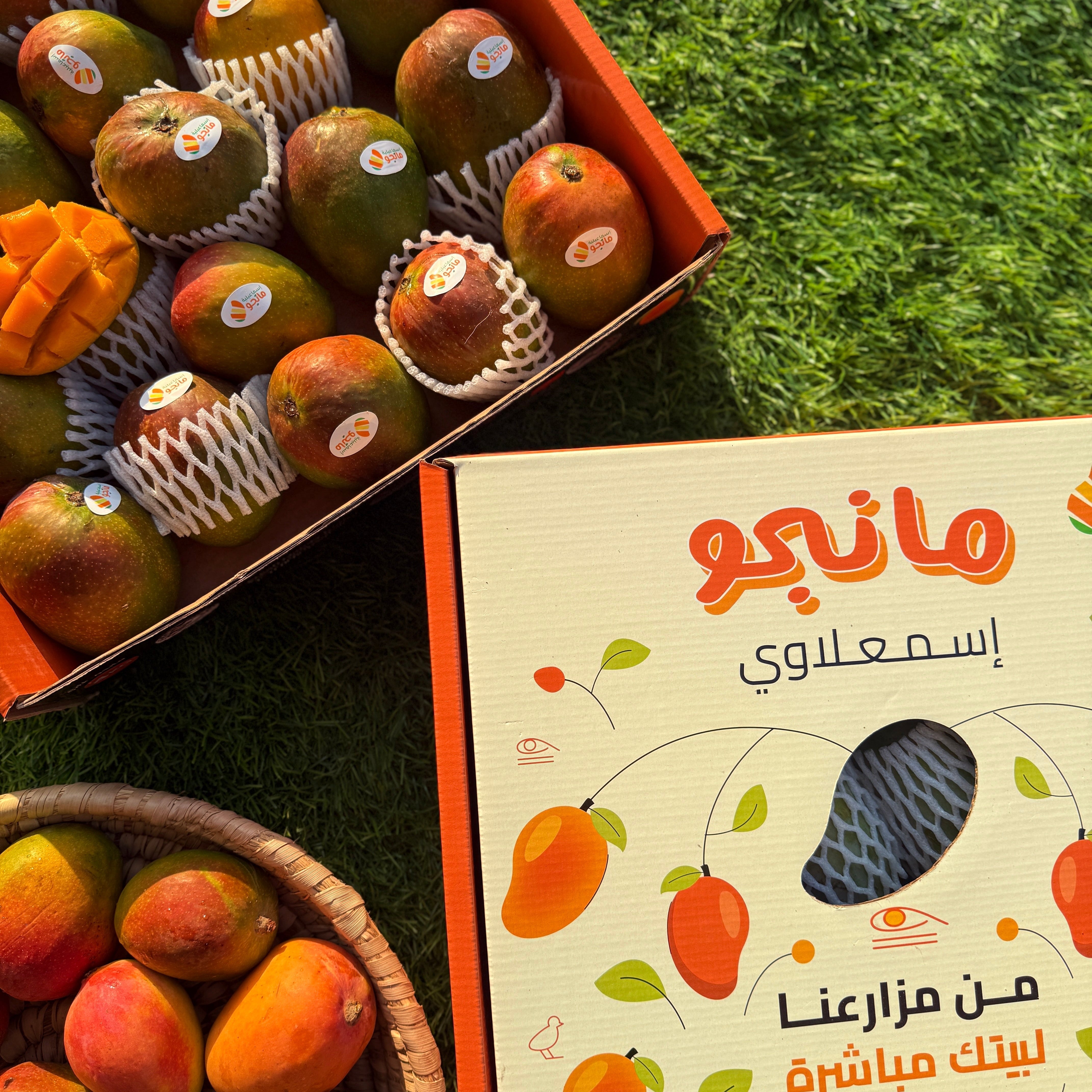 فونس مانجو