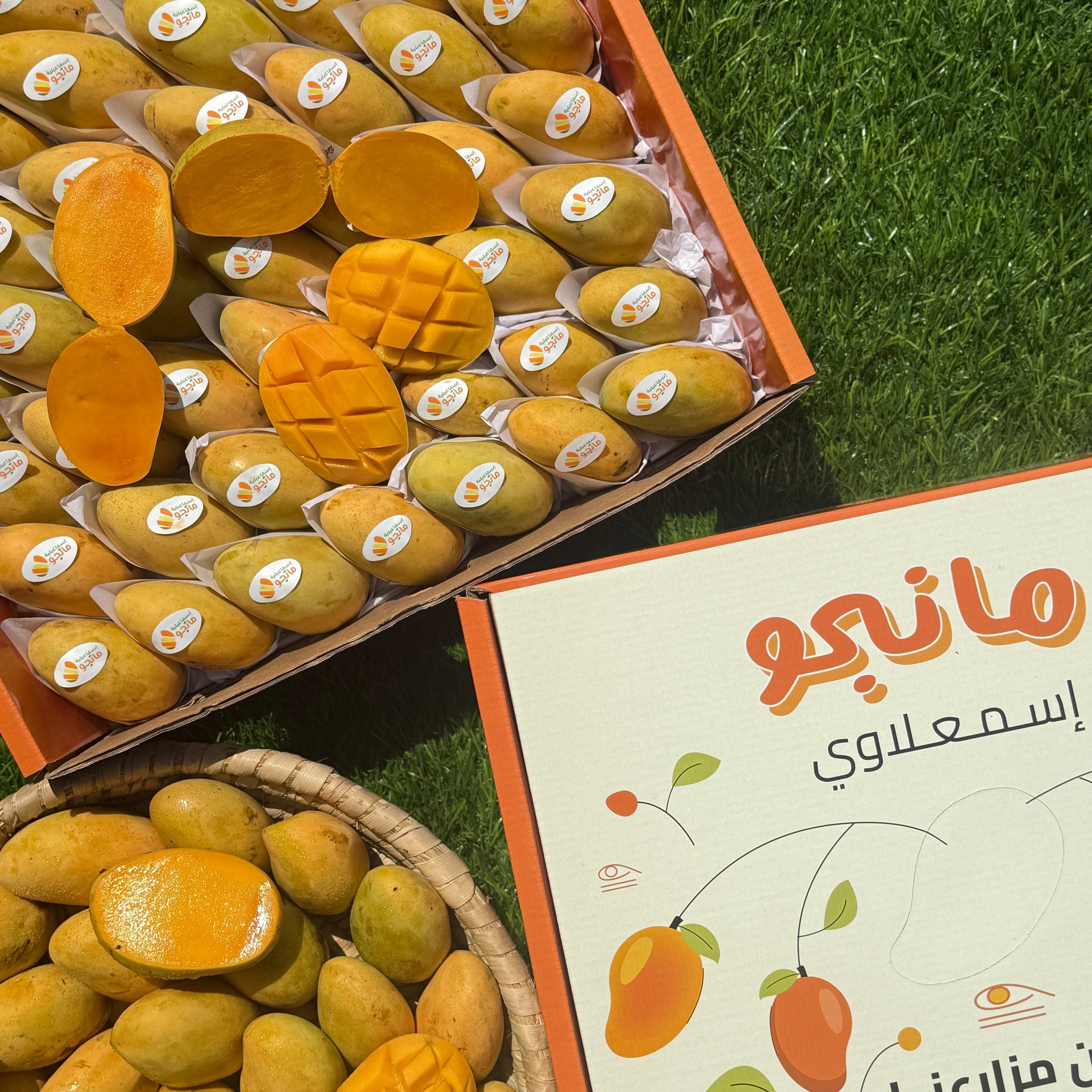فص مانجو