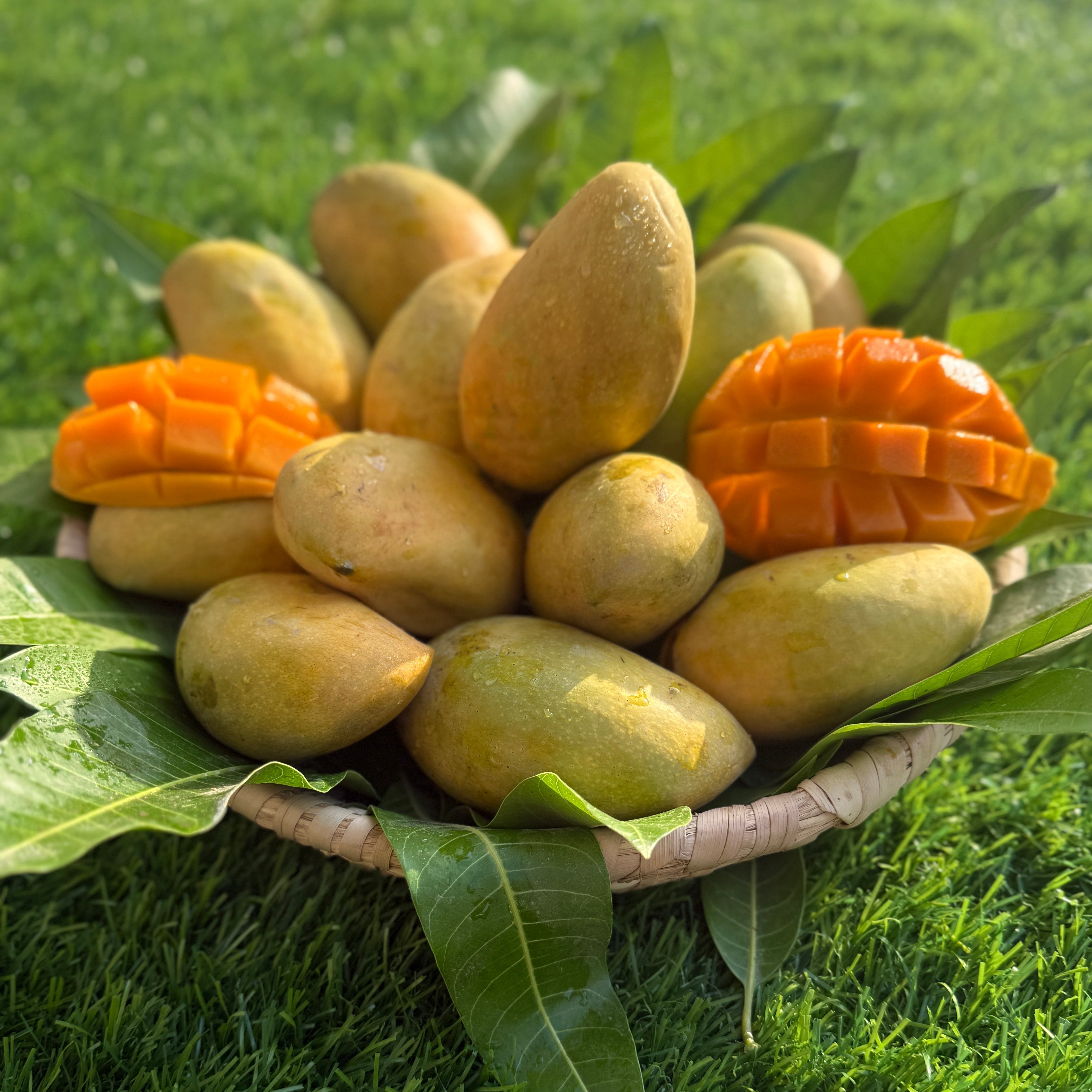 Mango Owais