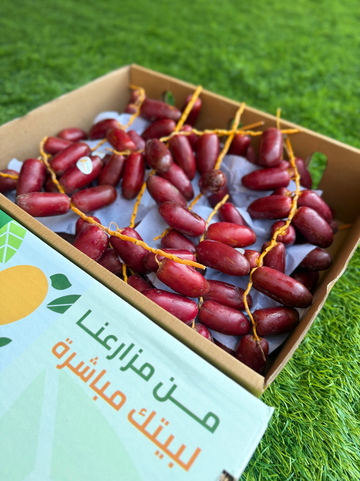 Dates Zaghloul