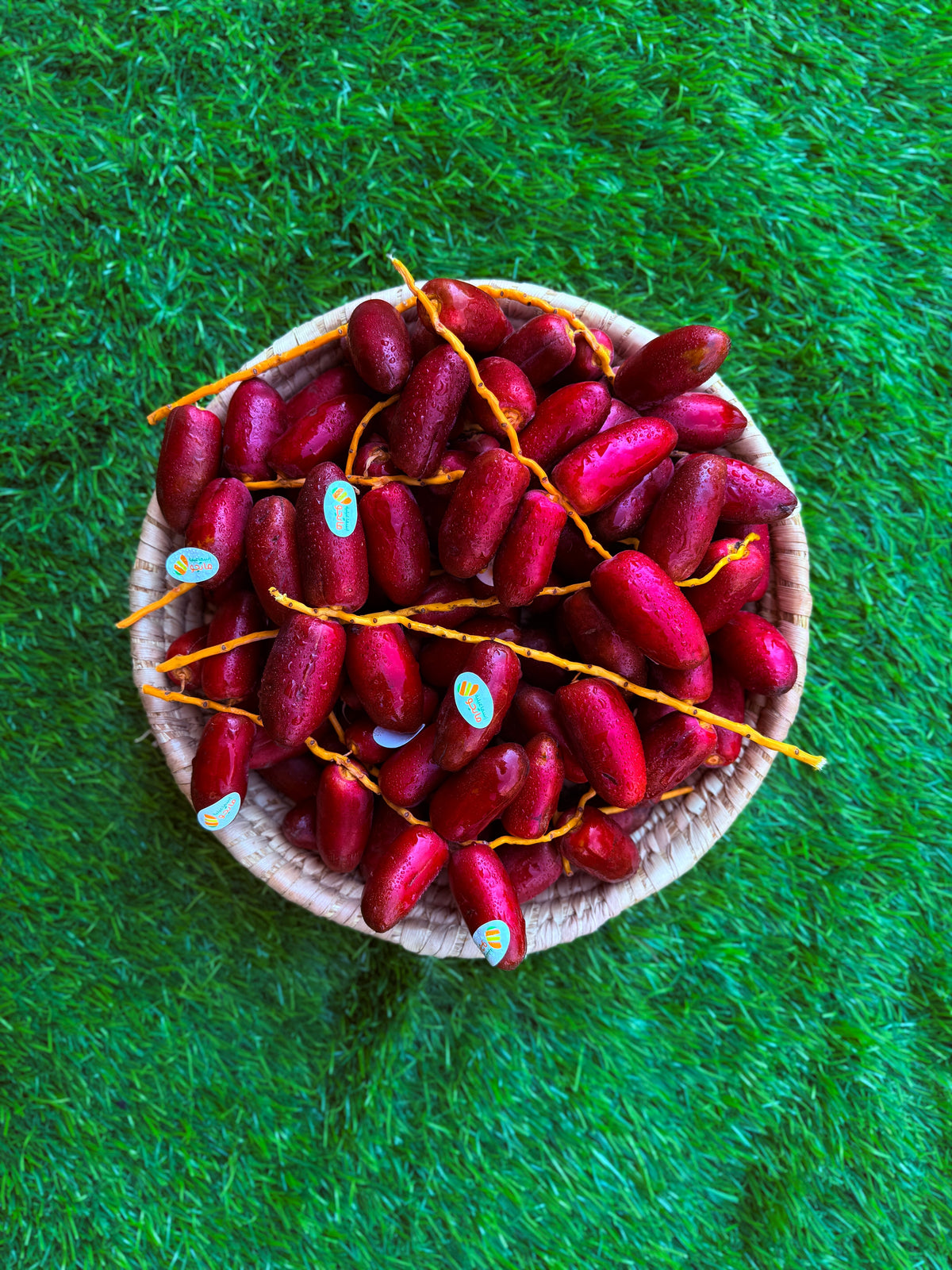 Dates Zaghloul