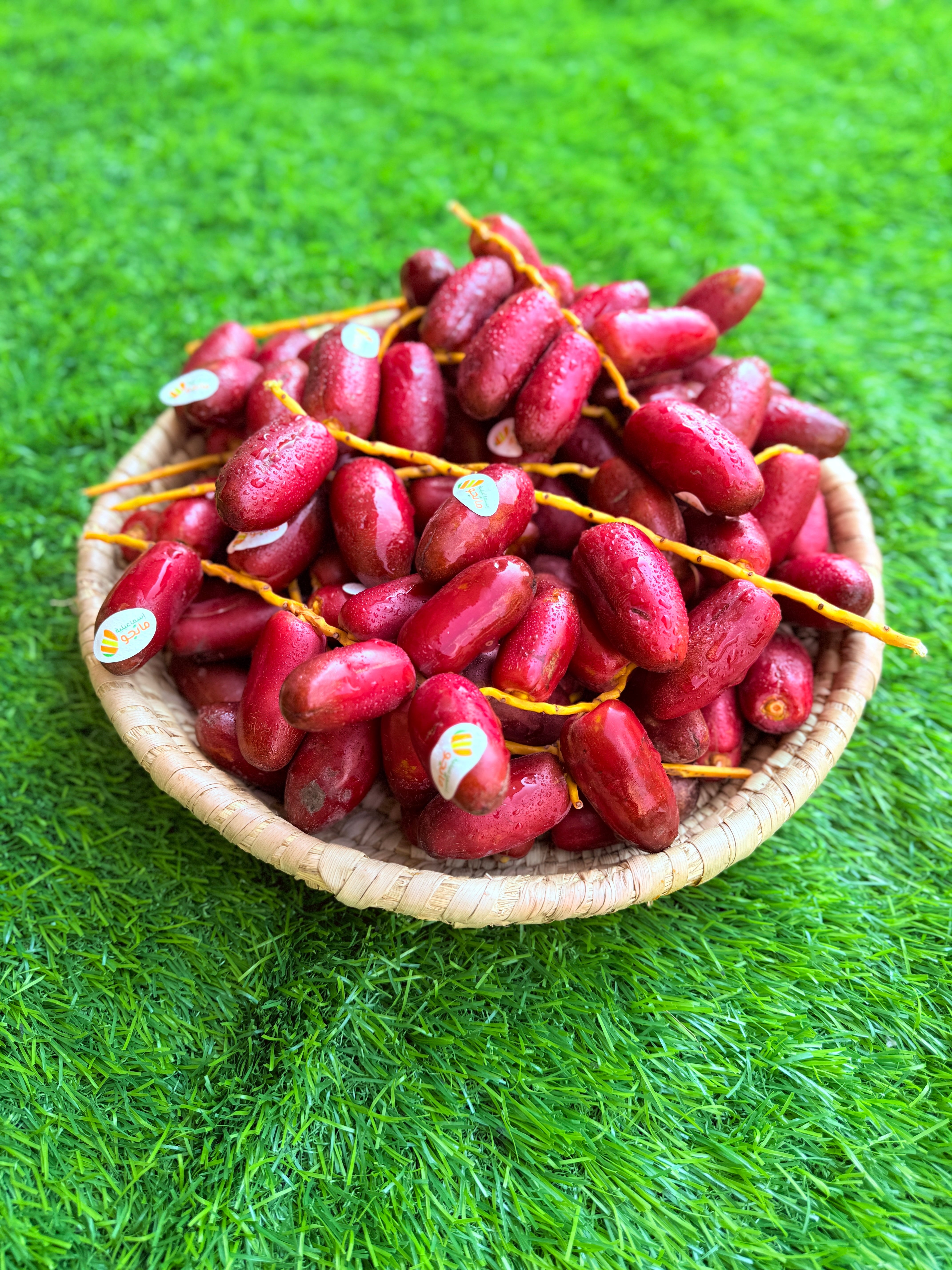 Dates Zaghloul