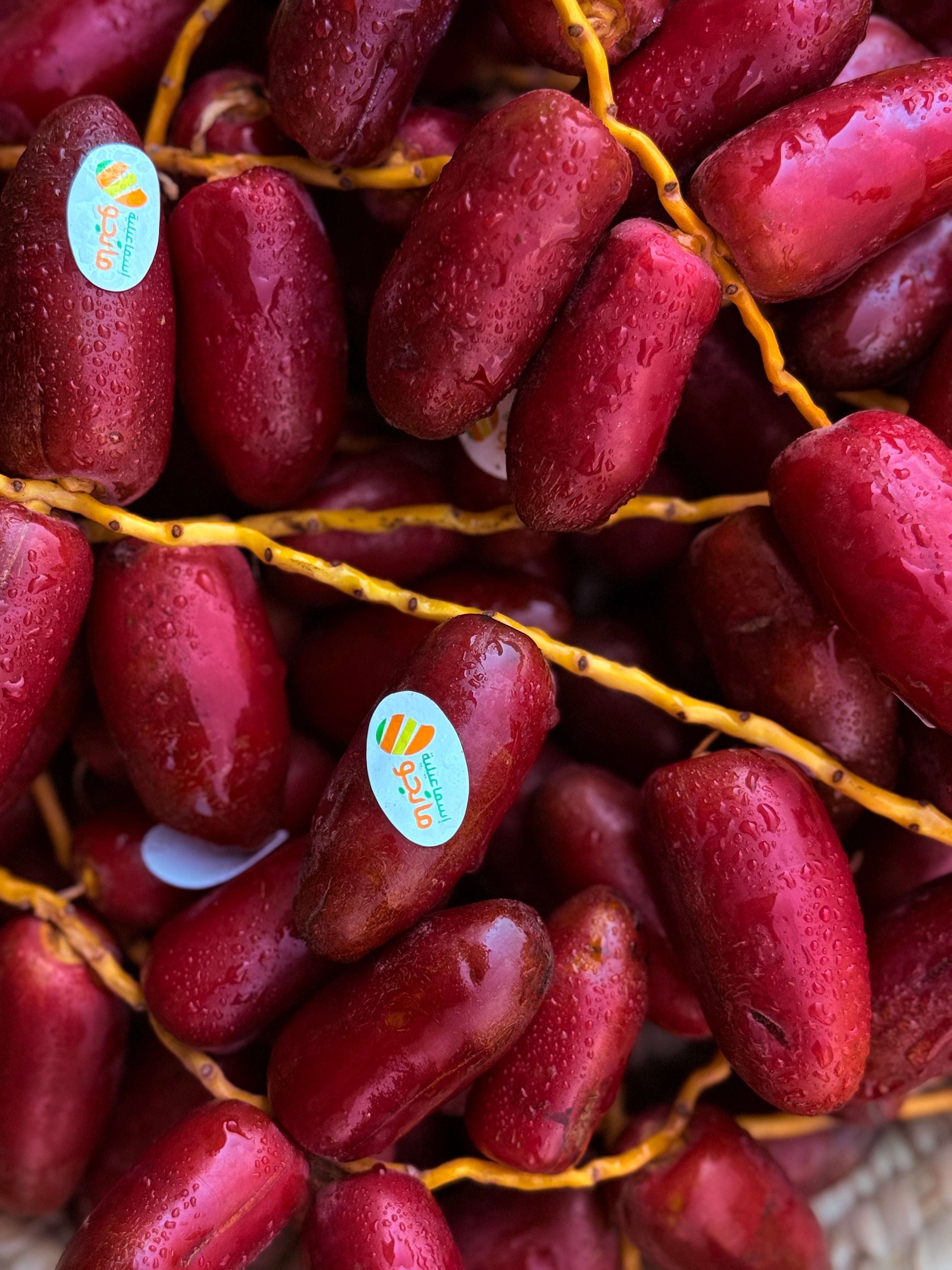 Dates Zaghloul